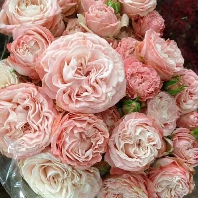 Саженцы роз МАДАМ БОМБАСТИК спрей  Саженцы роз МАДАМ БОМБАСТИК спрей в Набережных Челнах