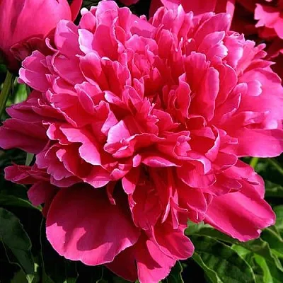 Пион ВИКТУАР ДЕ ЛА МАРН травянистый  Пион ВИКТУАР ДЕ ЛА МАРН травянистый в Набережных Челнах