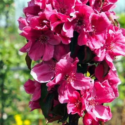 Яблоня МАЛИНОВОЕ ОЖЕРЕЛЬЕ колонновидная в Набережных Челнах