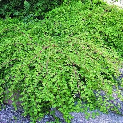 Стефанандра  Стефанандра в Набережных Челнах