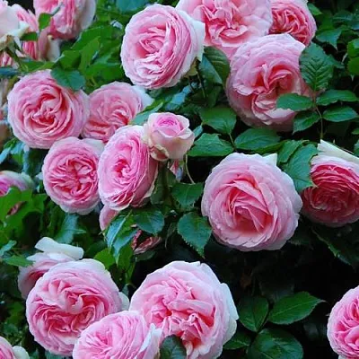 Саженцы роз ПЬЕР ДЕ РОНСАР плетистая  Саженцы роз ПЬЕР ДЕ РОНСАР плетистая в Набережных Челнах