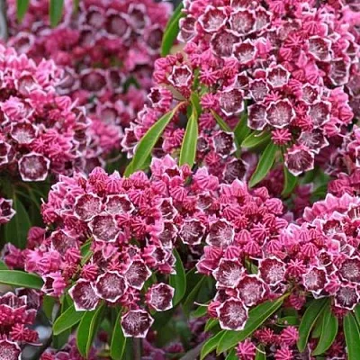 Кальмия  Кальмия в Набережных Челнах