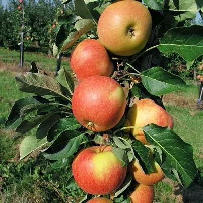 Яблоня ВОСТОРГ колонновидная в Набережных Челнах