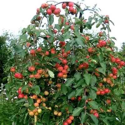 Яблоня ХЮВИНГИЕНЗИС декоративная в Набережных Челнах
