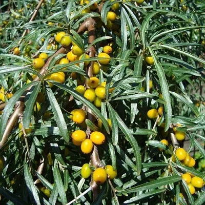 Облепиха ЖЕЛТОПЛОДНАЯ  Облепиха ЖЕЛТОПЛОДНАЯ в Набережных Челнах