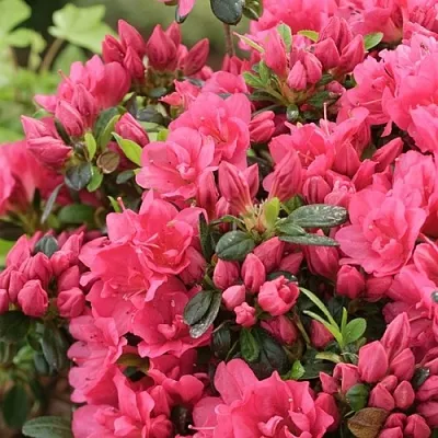 Азалия  Азалия в Набережных Челнах