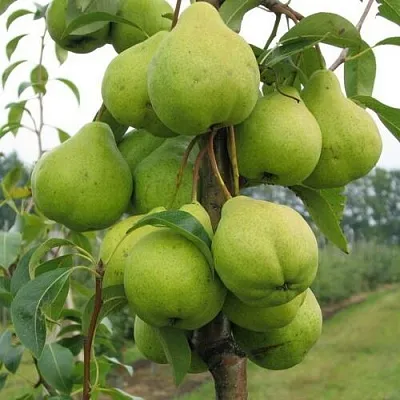 Груша ДЕКОР колонновидная  Груша ДЕКОР колонновидная в Набережных Челнах