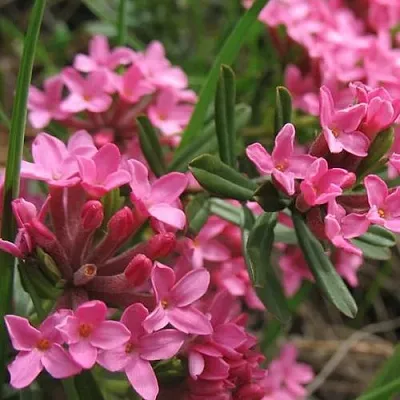 Волчеягодник  Волчеягодник в Набережных Челнах