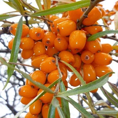 Облепиха КОСТЕР  Облепиха КОСТЕР в Набережных Челнах