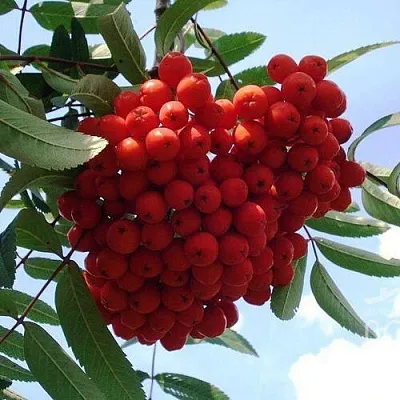 Рябина САХАРНАЯ ПЕТРОВА сладкоплодная  Рябина САХАРНАЯ ПЕТРОВА сладкоплодная в Набережных Челнах