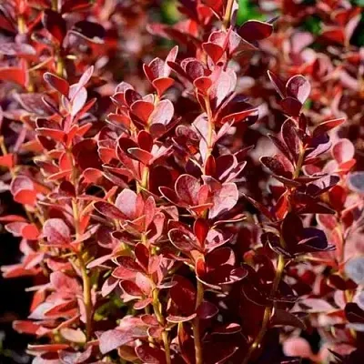 Барбарис ВУЛКАНО тунберга в Набережных Челнах