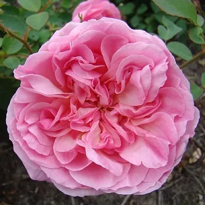 Саженцы роз ХАЙДИ ХОЛЛ английская  Саженцы роз ХАЙДИ ХОЛЛ английская в Набережных Челнах