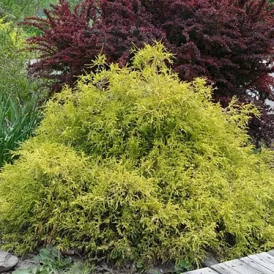 Кипарисовик ГОЛДЕН МОП горохоплодный  Кипарисовик ГОЛДЕН МОП горохоплодный в Набережных Челнах