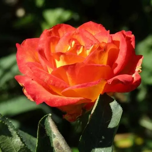Роза ЛИНА чайно-гибридная  в Набережных Челнах