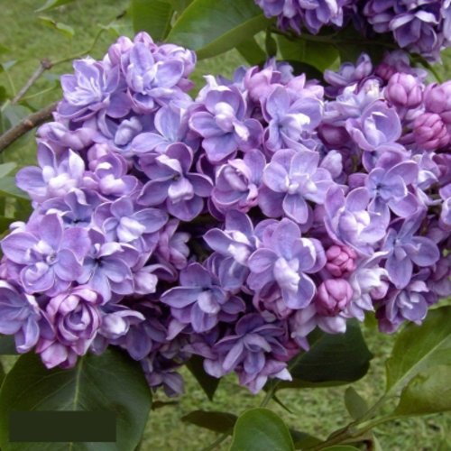 Сирень АМИ ШОТТ в Набережных Челнах