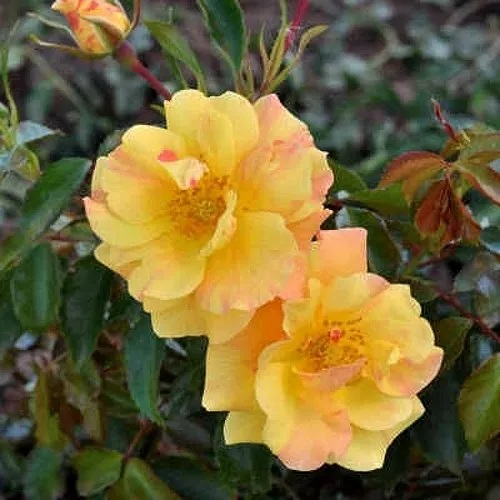 Роза АНГЕЛИНА ФРЕСКА флорибунда  в Набережных Челнах