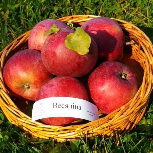 Яблоня ВЕСЯЛИНА в Набережных Челнах