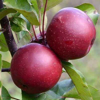 Яблоня красномясая в Набережных Челнах