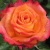 Роза ВАУ чайно-гибридная  в Набережных Челнах