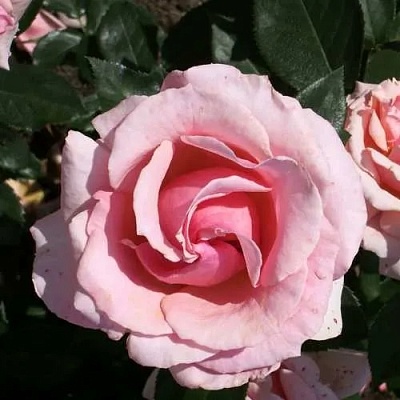 Роза ПОЭЗИЯ флорибунда в Набережных Челнах