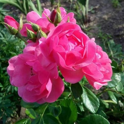 Роза АНГЕЛА флорибунда в Набережных Челнах