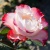 Роза НОСТАЛЬЖИ чайно-гибридная  в Набережных Челнах