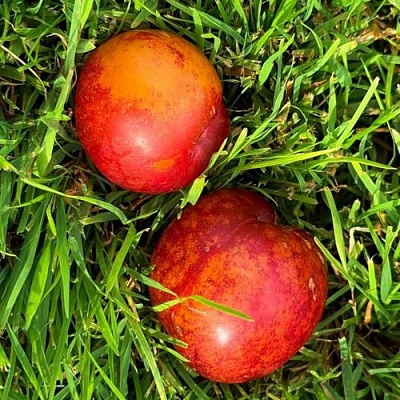 Шарафуга НЕКТАРИННАЯ в Набережных Челнах