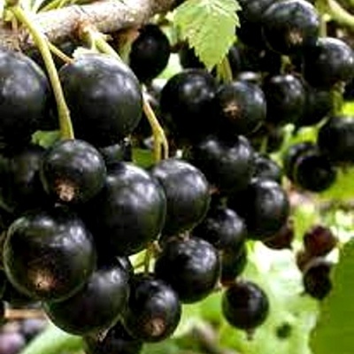 Смородина черная ОРЛОВСКИЙ ВАЛЬС в Набережных Челнах