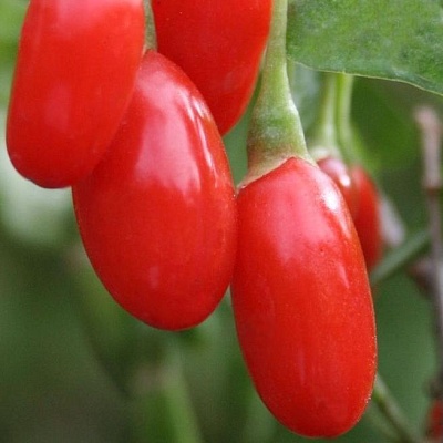 Годжи (чудо-ягода) в Набережных Челнах