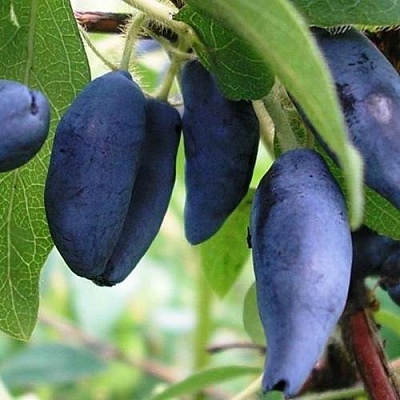 Жимолость съедобная в Набережных Челнах