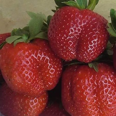 Клубника ДЕСТЕНИ в Набережных Челнах