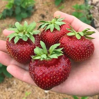Клубника МАЛЬВИНА в Набережных Челнах