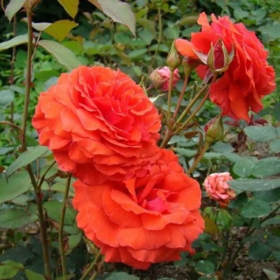 Роза АНЖЕЛИКА чайно-гибридная  в Набережных Челнах