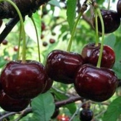 Дюк ЧУДО-ВИШНЯ в Набережных Челнах