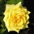 Роза ЛАНДОРА чайно-гибридная  в Набережных Челнах