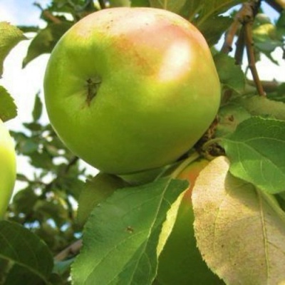 Яблоня ИКША колонновидная в Набережных Челнах