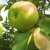 Яблоня ИКША колонновидная в Набережных Челнах