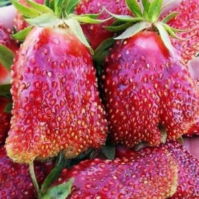 Клубника КУПЧИХА в Набережных Челнах