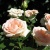 Роза ОСИАНА чайно-гибридная  в Набережных Челнах