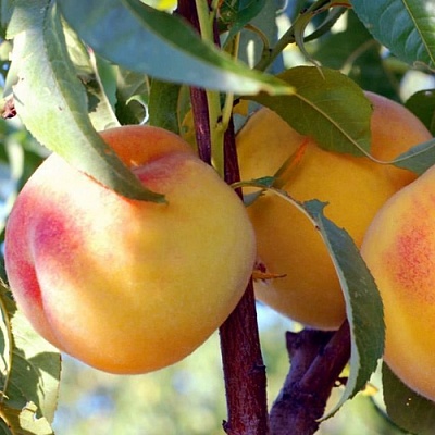 Персики в Набережных Челнах