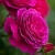Роза МАЛИНОВЫЙ ЗВОН чайно-гибридная  в Набережных Челнах