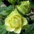 Роза ЛИМБО (ДОЛЛАР) чайно-гибридная  в Набережных Челнах