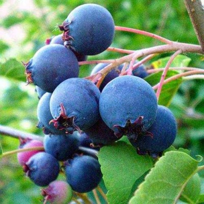 Ирга ПЕМБИНА в Набережных Челнах