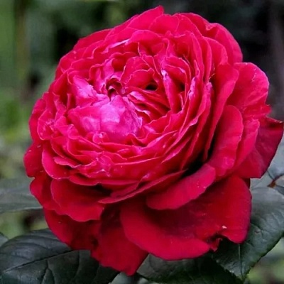 Роза 4 ВЕТРОВ флорибунда  в Набережных Челнах