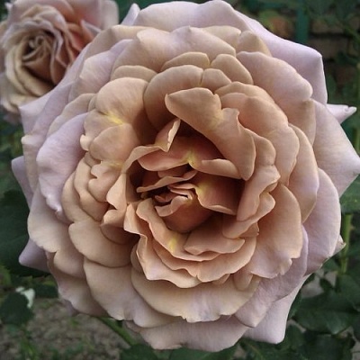 Роза КОКО ЛОКО флорибунда  в Набережных Челнах