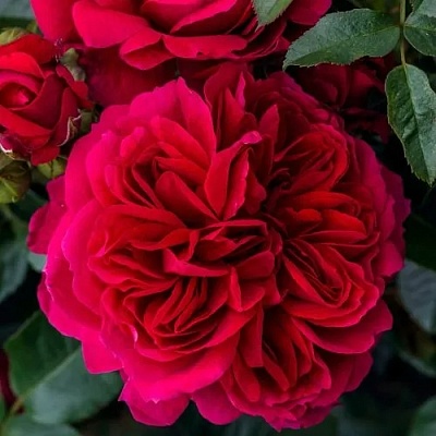 Роза СОУЛ шраб  в Набережных Челнах