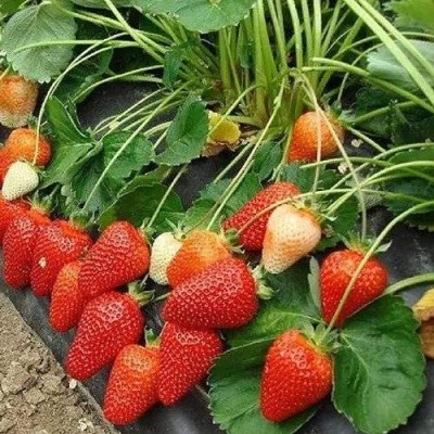 Клубника РОКСАНА в Набережных Челнах