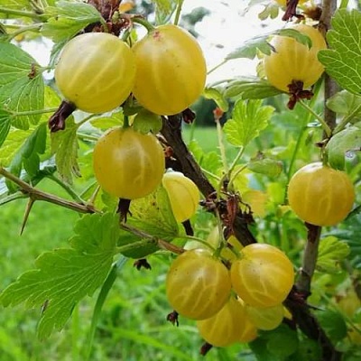 Крыжовник АЛТАЙСКИЙ в Набережных Челнах