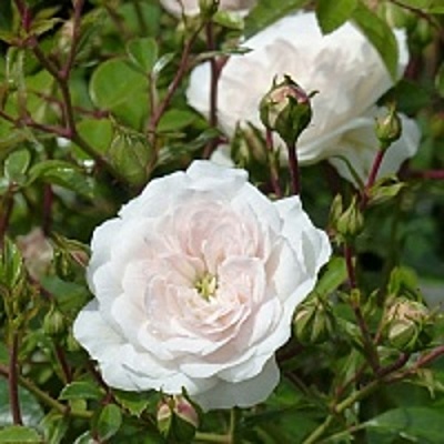 Роза СВАНИ почвопокровная в Набережных Челнах