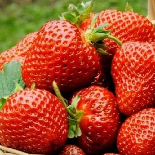 Клубника ФЛОРЕНС в Набережных Челнах